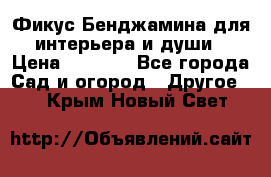 Фикус Бенджамина для интерьера и души › Цена ­ 2 900 - Все города Сад и огород » Другое   . Крым,Новый Свет